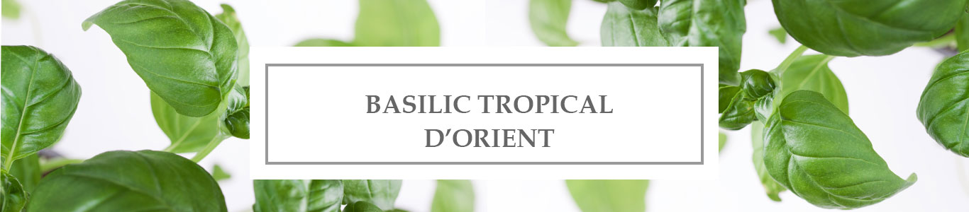 Tropical Basil EO