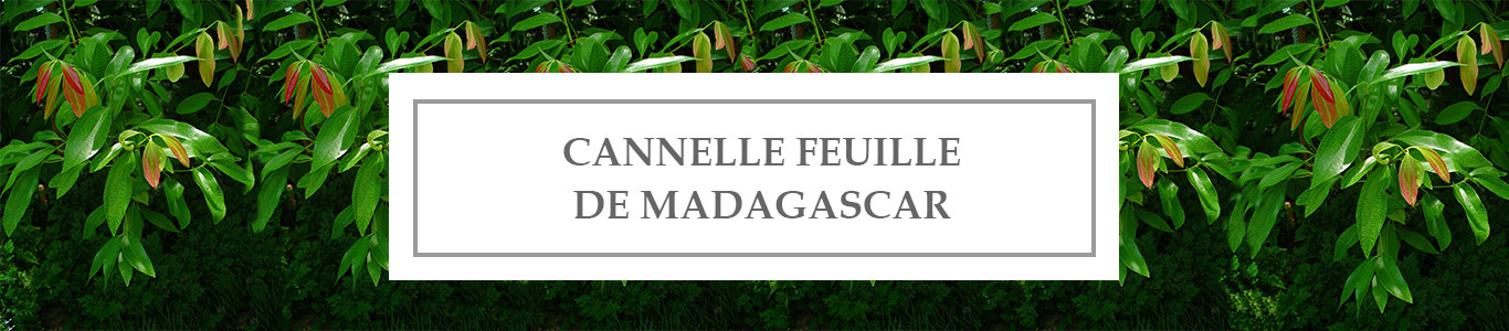 HE Cannelle Feuille de Madagascar