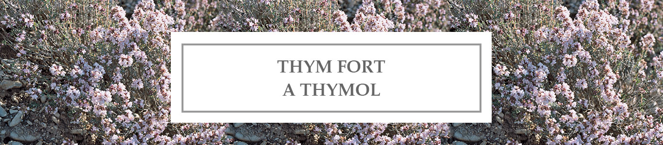 HE Thym Fort à Thymol