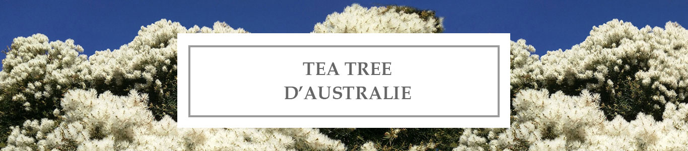 HE Tea Tree d’Australie