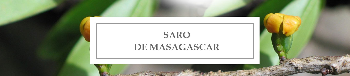 HE Saro de Madagascar