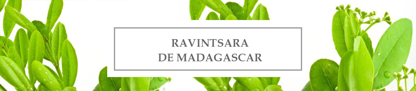 HE Ravintsara de Madagascar