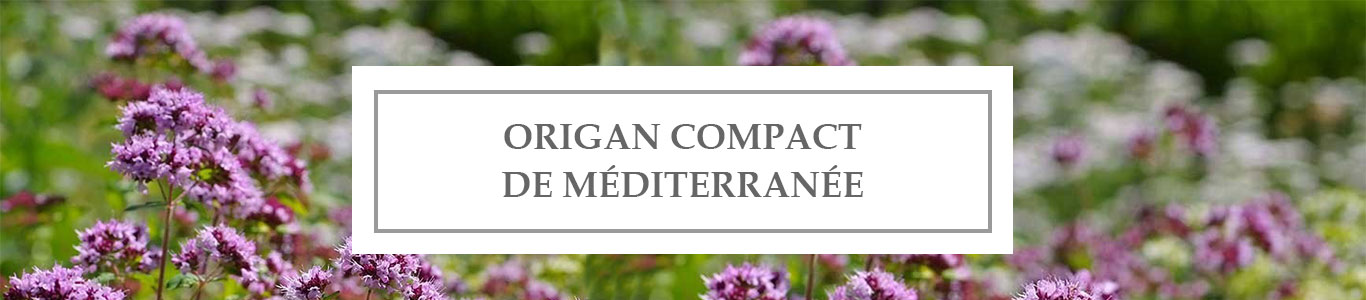 HE Origan Compact de Méditerranée