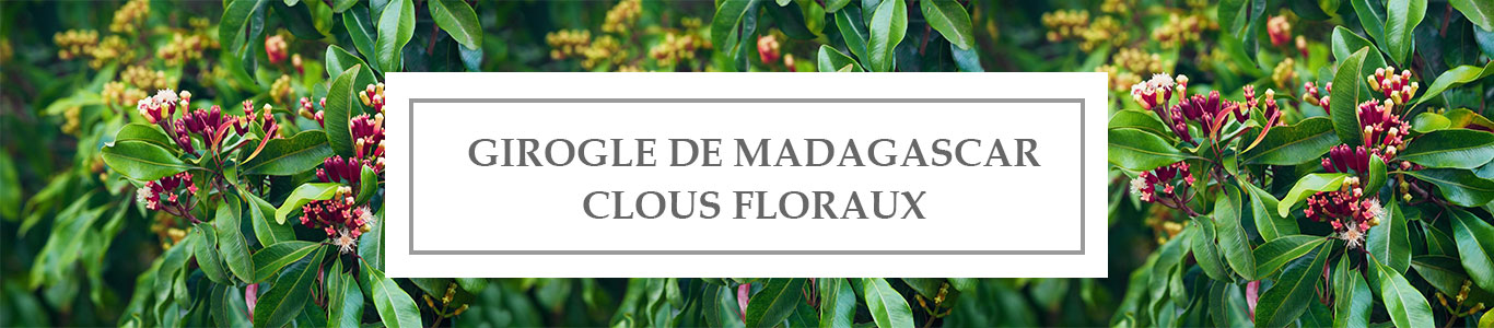 HE Girofle de Madagascar Clous Floraux