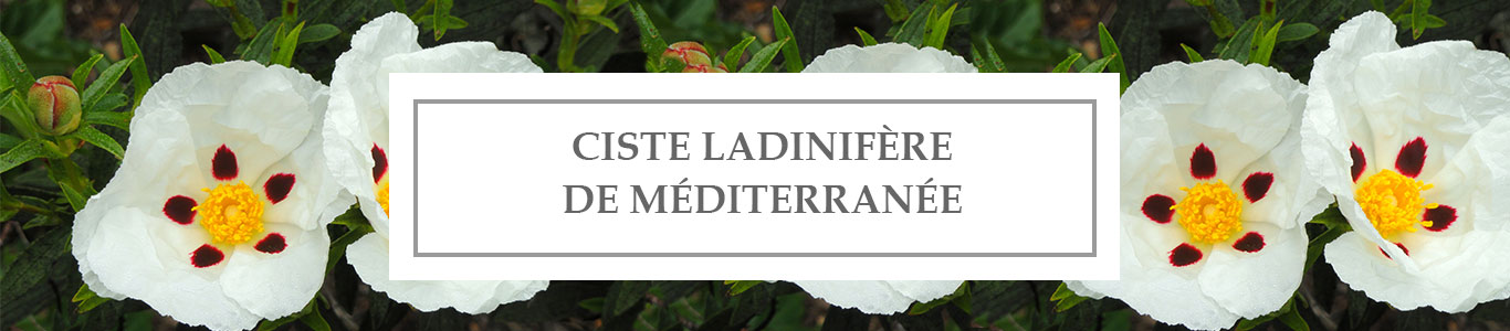 HE Ciste Ladinifère de Méditerranée