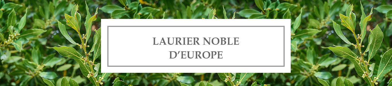 HE Laurier Noble d’Europe