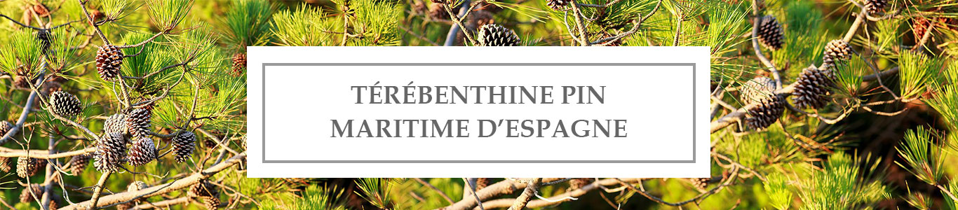 HE Térébenthine Pin Maritime d’Espagne