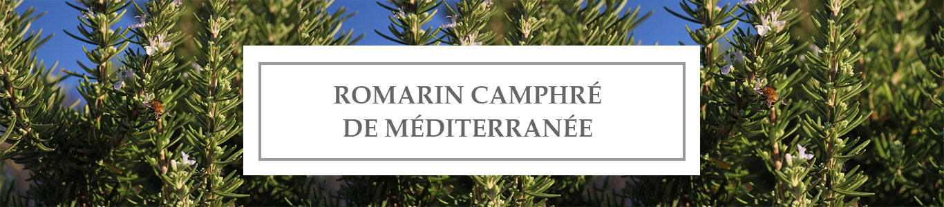 HE Romarin Camphré de Méditerranée