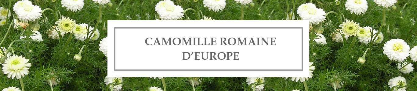 HE Camomille Romaine d’Europe