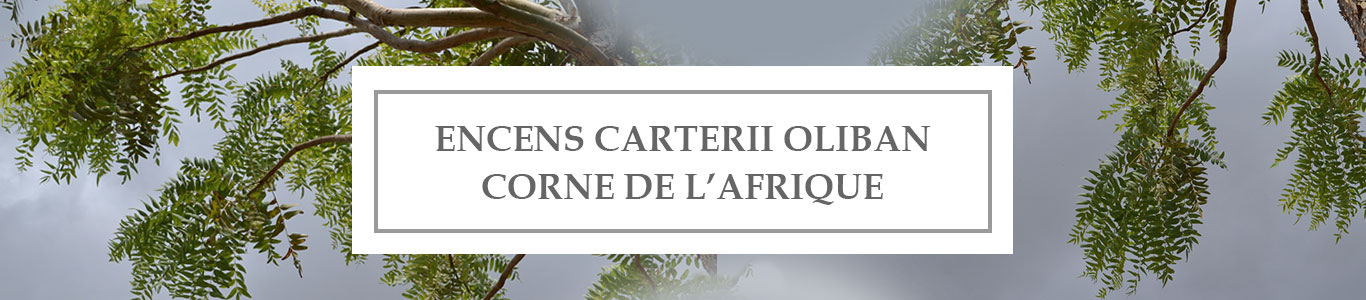 HE Encens Carterii Oliban Corne de l’Afrique