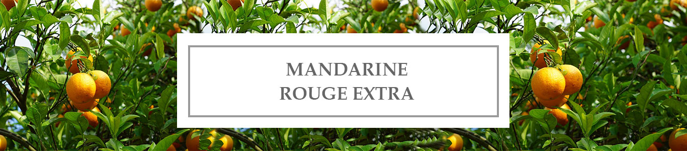 Red Mandarin Extra EO