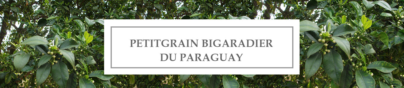 HE Petitgrain Bigaradier Paraguay