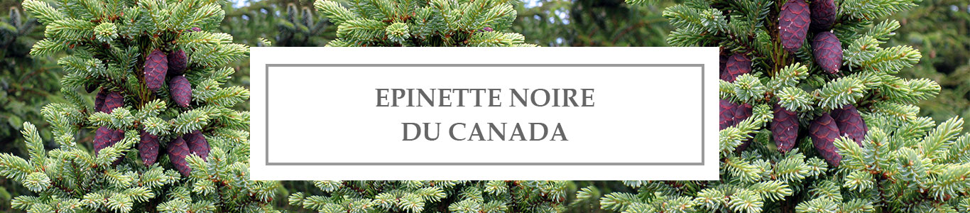 Canadian Black Spruce EO