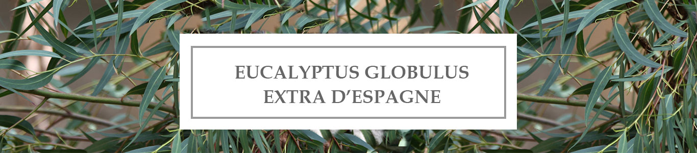 HE Eucalyptus Globulus Extra d’Espagne