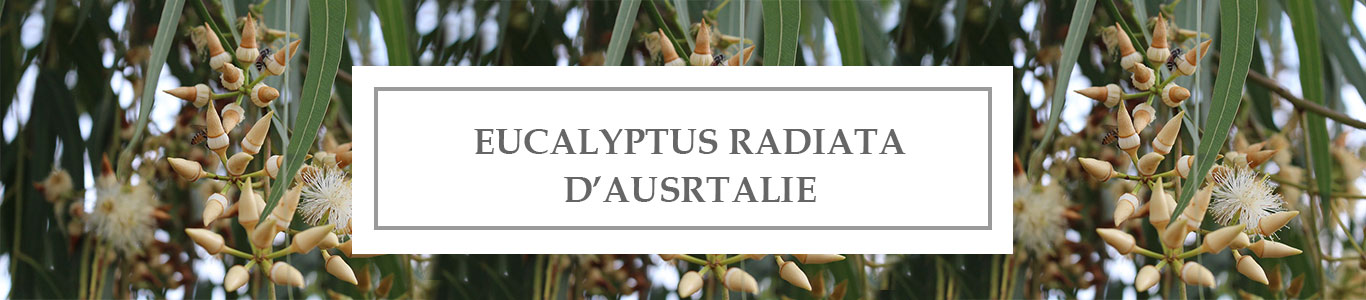 HE Eucalyptus Radiata d’Australie