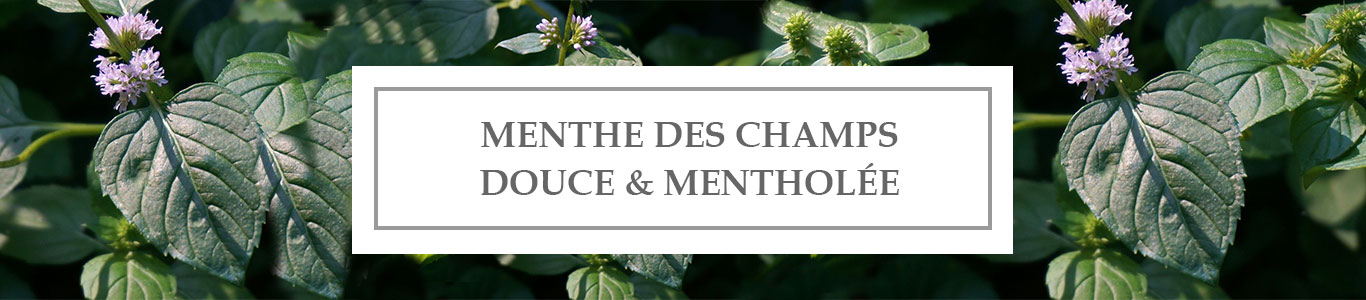 HE Menthe des Champs Douce & Mentholée