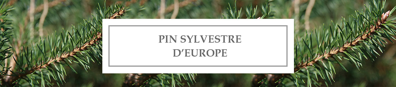 HE Pin Sylvestre d’Europe