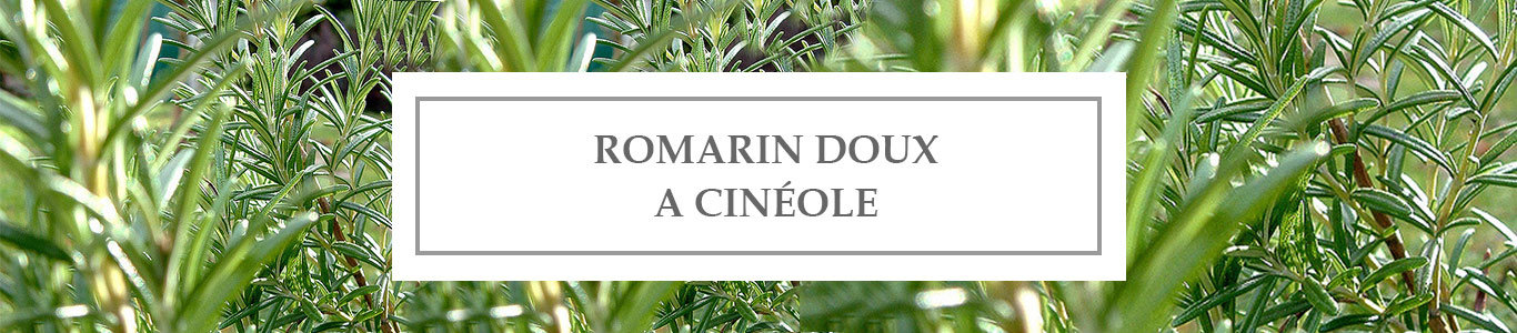 HE Romarin Doux à Cinéole