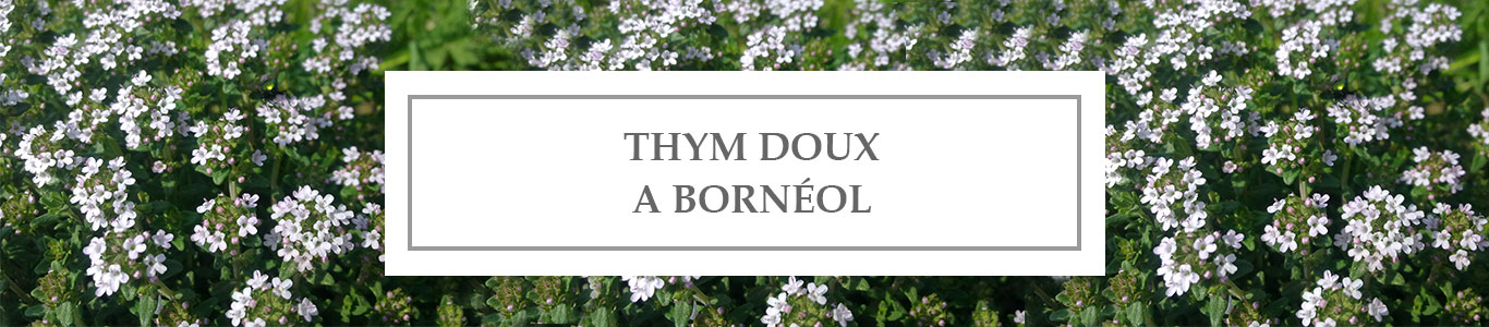 Sweet Borneol Thyme EO