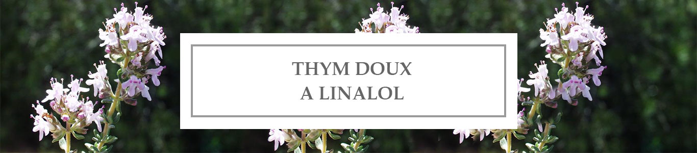 Sweet Linalol Thyme EO