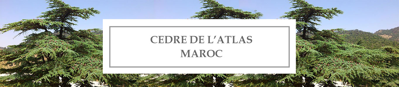 HE Cèdre de l’Atlas Maroc