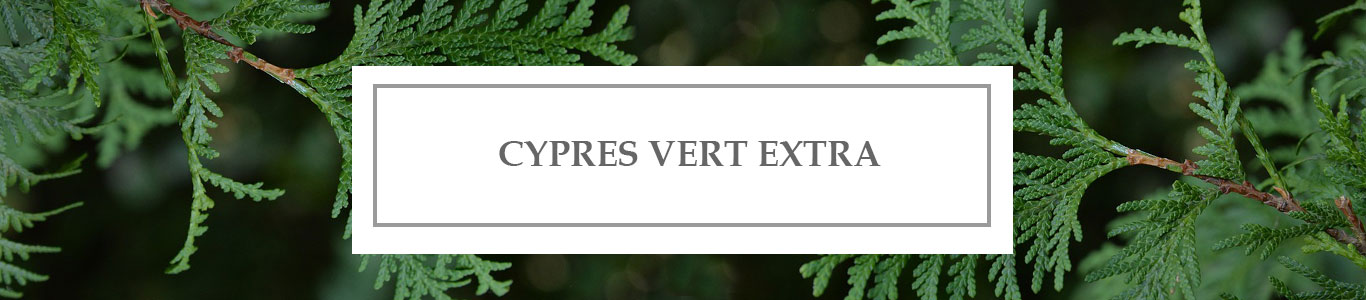 Green Cypress EO