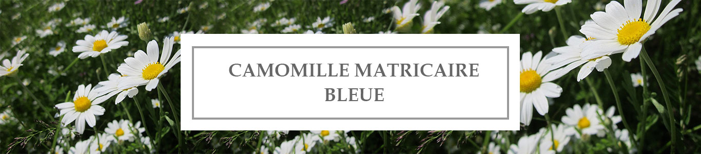 Blue German Chamomile EO