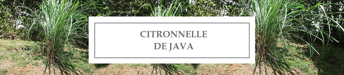 HE Citronnelle de Java