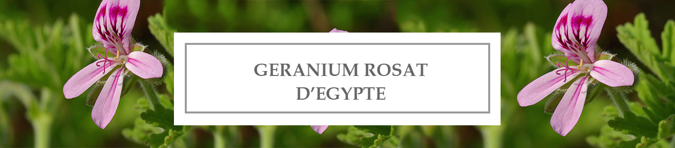 HE Géranium Rosat d’Egypte