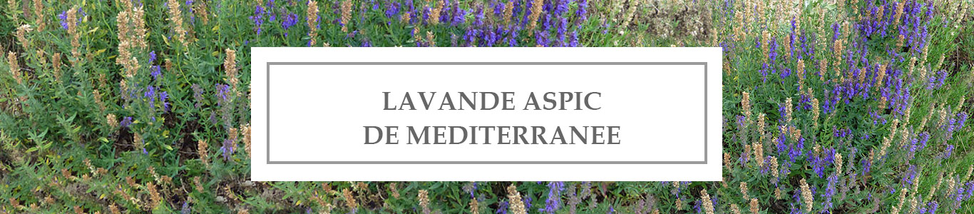 HE Lavande Aspic de Méditerranée