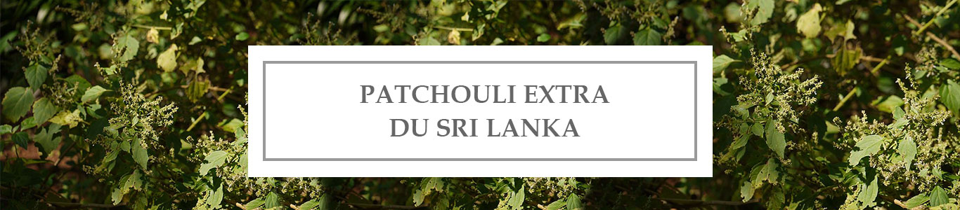 HE Patchouli Extra du Sri Lanka