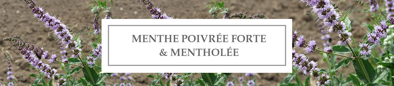 HE Menthe Poivrée Forte & Mentholée