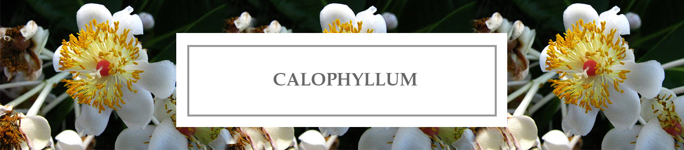 Calophyllum Care Oil