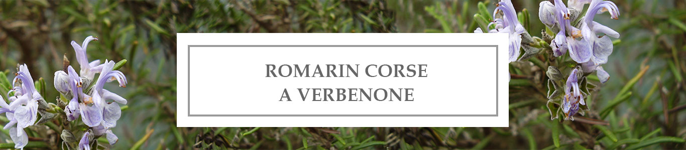 HE Romarin Corse à Verbenone