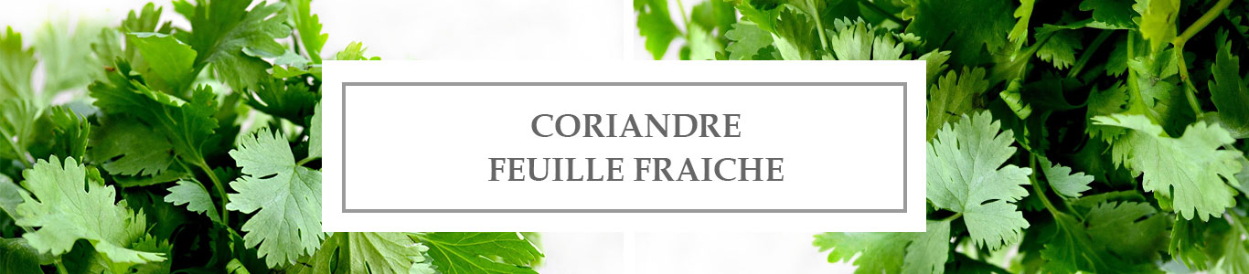 HE Coriandre Feuille Fraîche