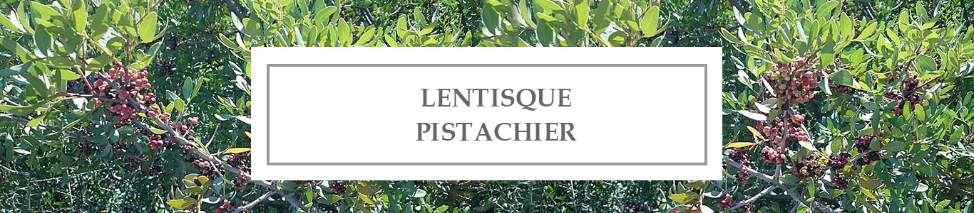 Pistachio Mastic Tree EO