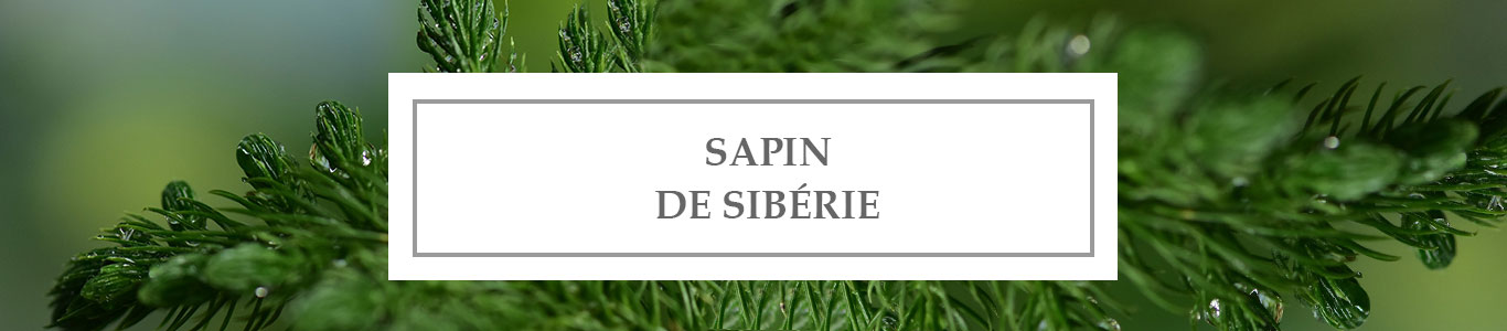 HE Sapin Sibérie