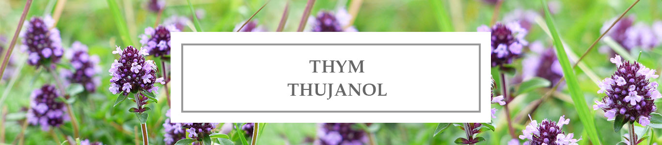 Thujanol Thyme EO