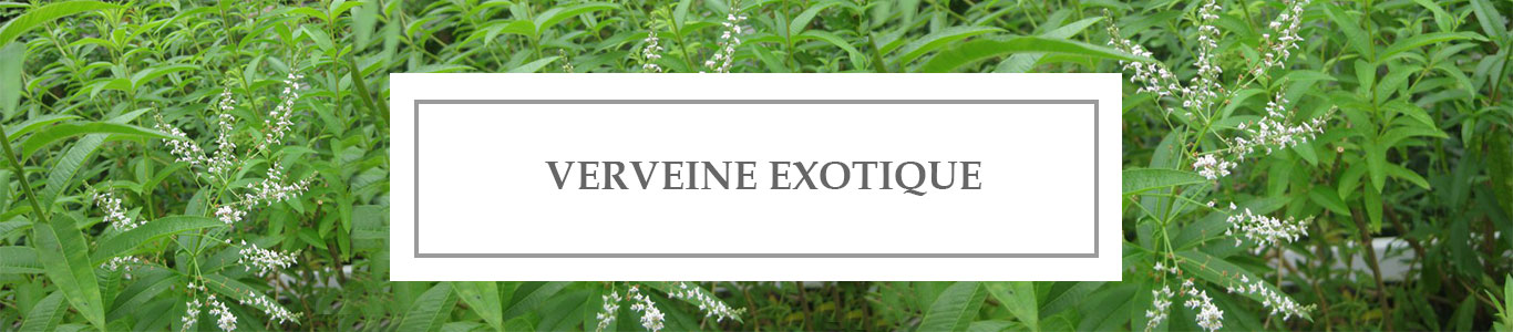 HE Verveine exotique