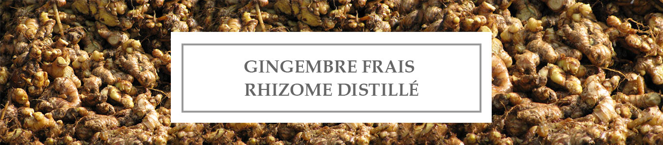 HE Gingembre Frais Rhizome Distillé